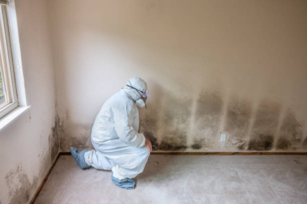 Best Biohazard Mold Removal  in Mount Pleasant, WI